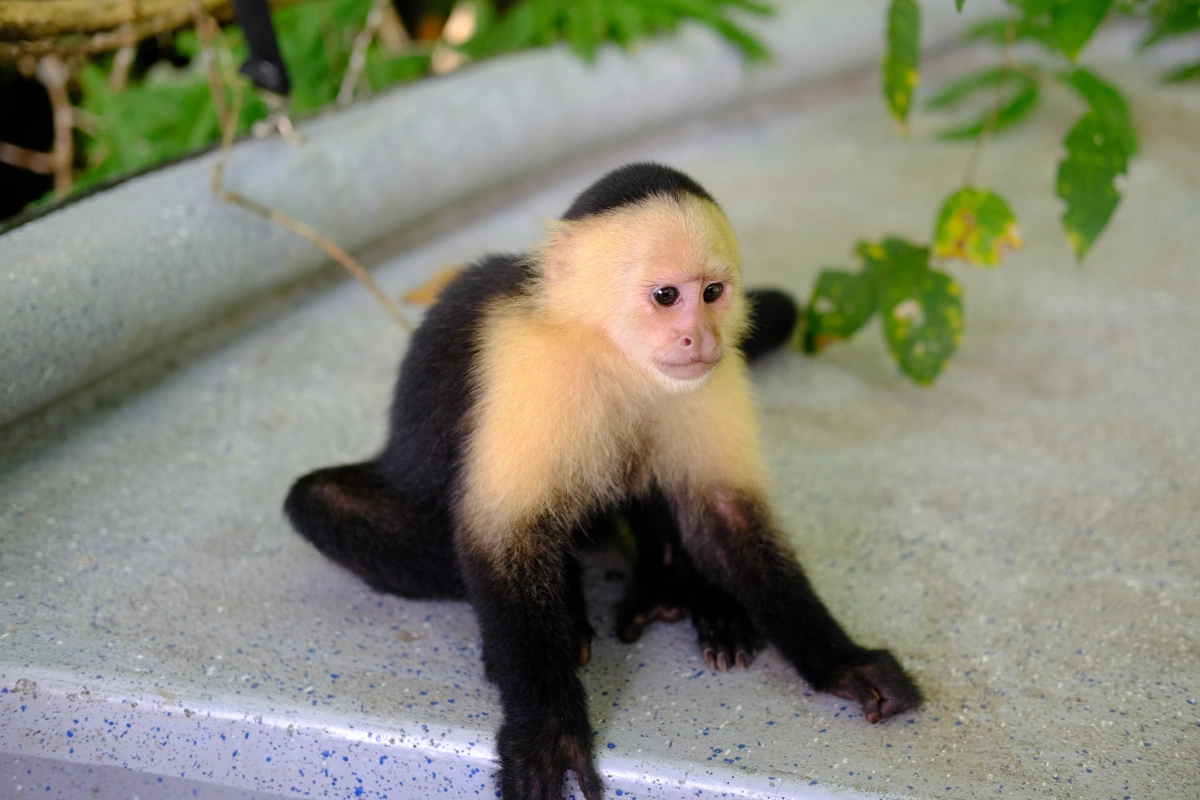Private Tour Down The Panama Canal, and Seeing Sloths!, Panama (photo 16)