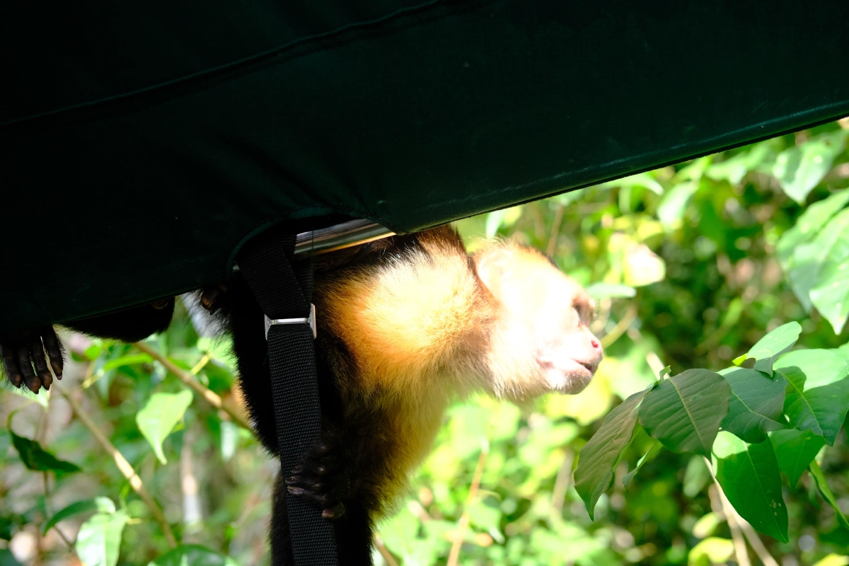 Private Tour Down The Panama Canal, and Seeing Sloths!, Panama (photo 17)