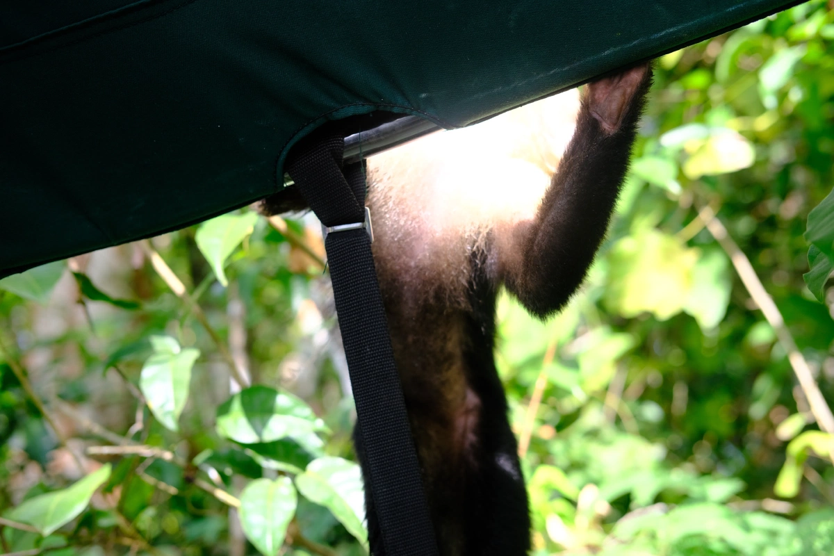 Private Tour Down The Panama Canal, and Seeing Sloths!, Panama (photo 18)