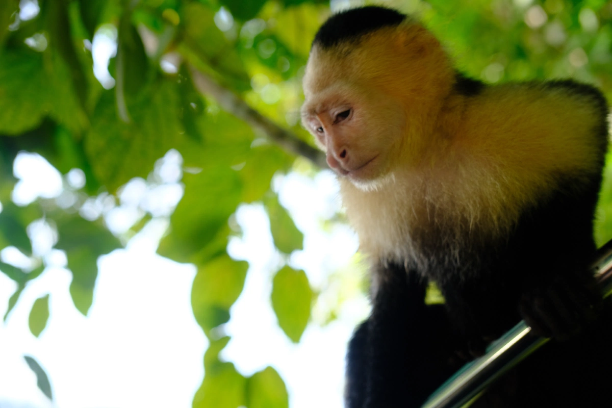Private Tour Down The Panama Canal, and Seeing Sloths!, Panama (photo 19)