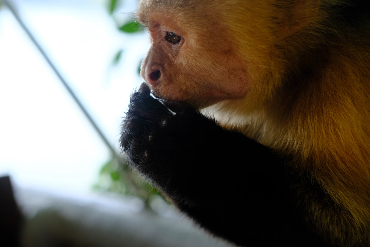 Private Tour Down The Panama Canal, and Seeing Sloths!, Panama (photo 20)