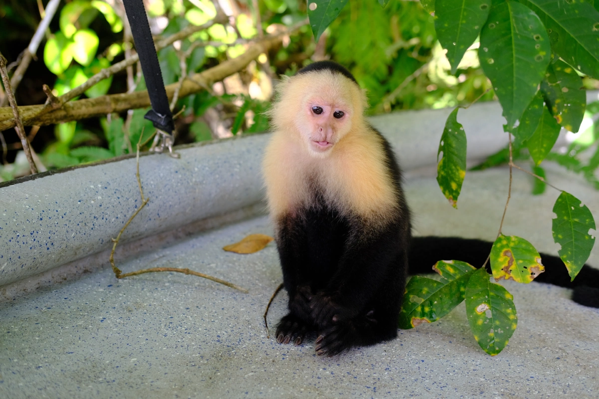 Private Tour Down The Panama Canal, and Seeing Sloths!, Panama (photo 21)