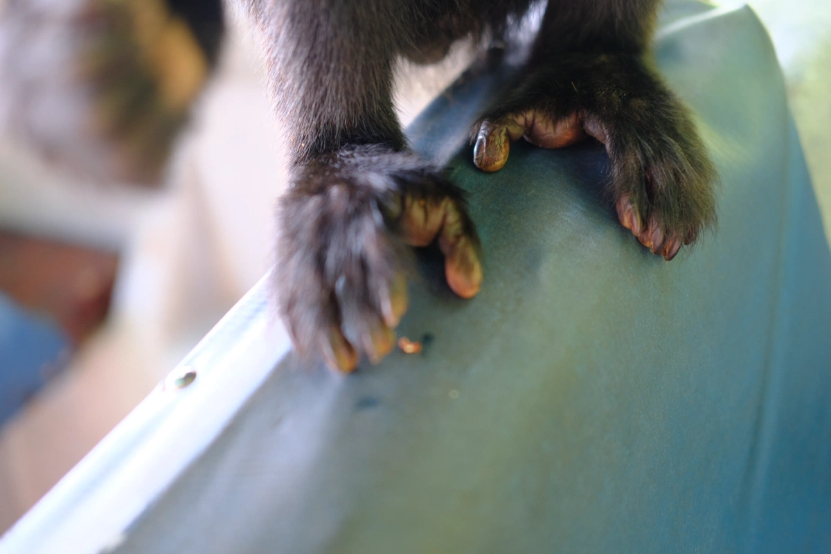 Private Tour Down The Panama Canal, and Seeing Sloths!, Panama (photo 22)