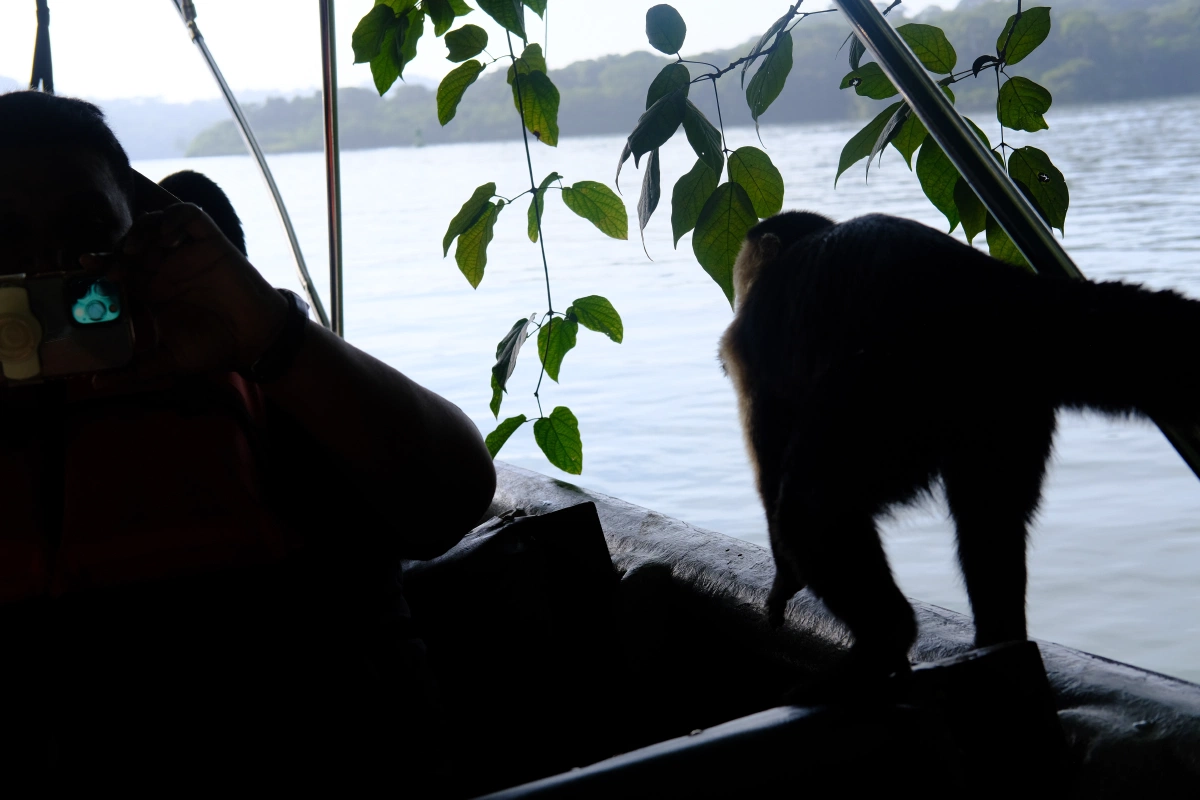 Private Tour Down The Panama Canal, and Seeing Sloths!, Panama (photo 23)
