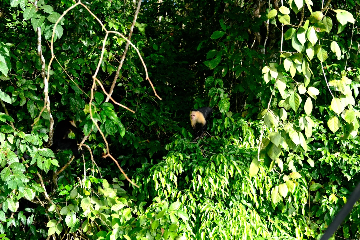 Private Tour Down The Panama Canal, and Seeing Sloths!, Panama (photo 24)