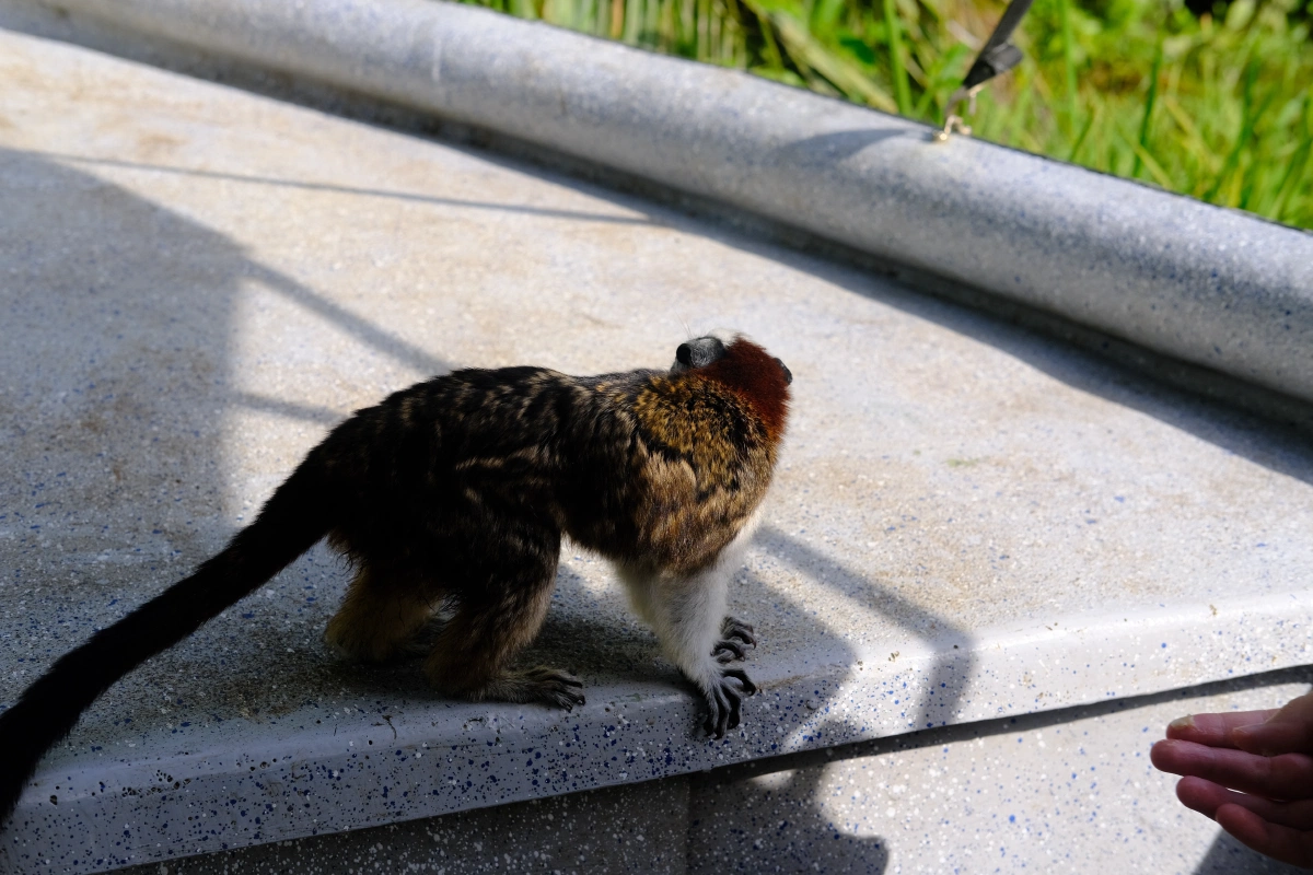 Private Tour Down The Panama Canal, and Seeing Sloths!, Panama (photo 25)
