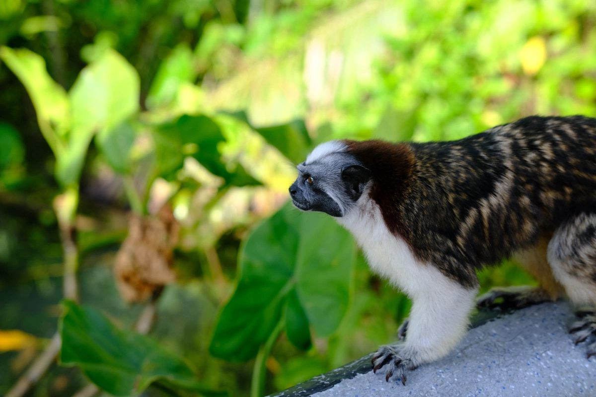 Private Tour Down The Panama Canal, and Seeing Sloths!, Panama (photo 27)