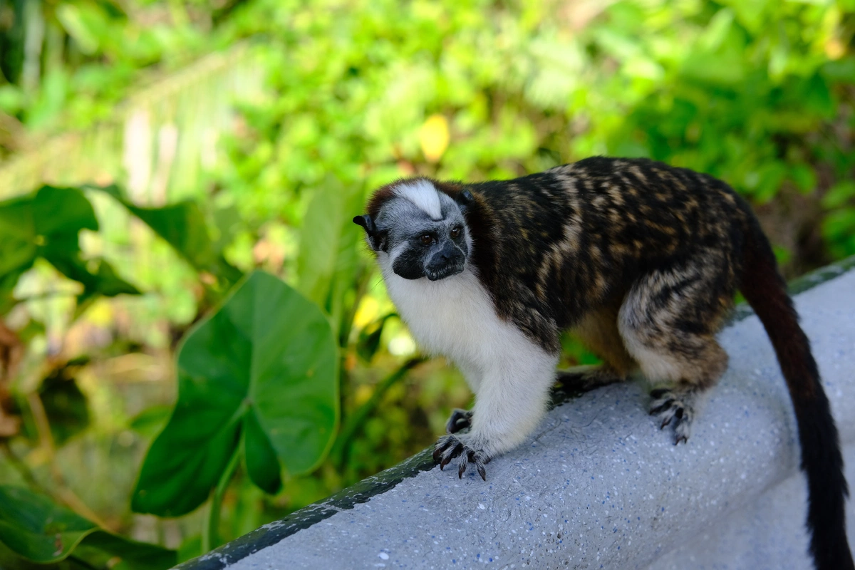Private Tour Down The Panama Canal, and Seeing Sloths!, Panama (photo 28)