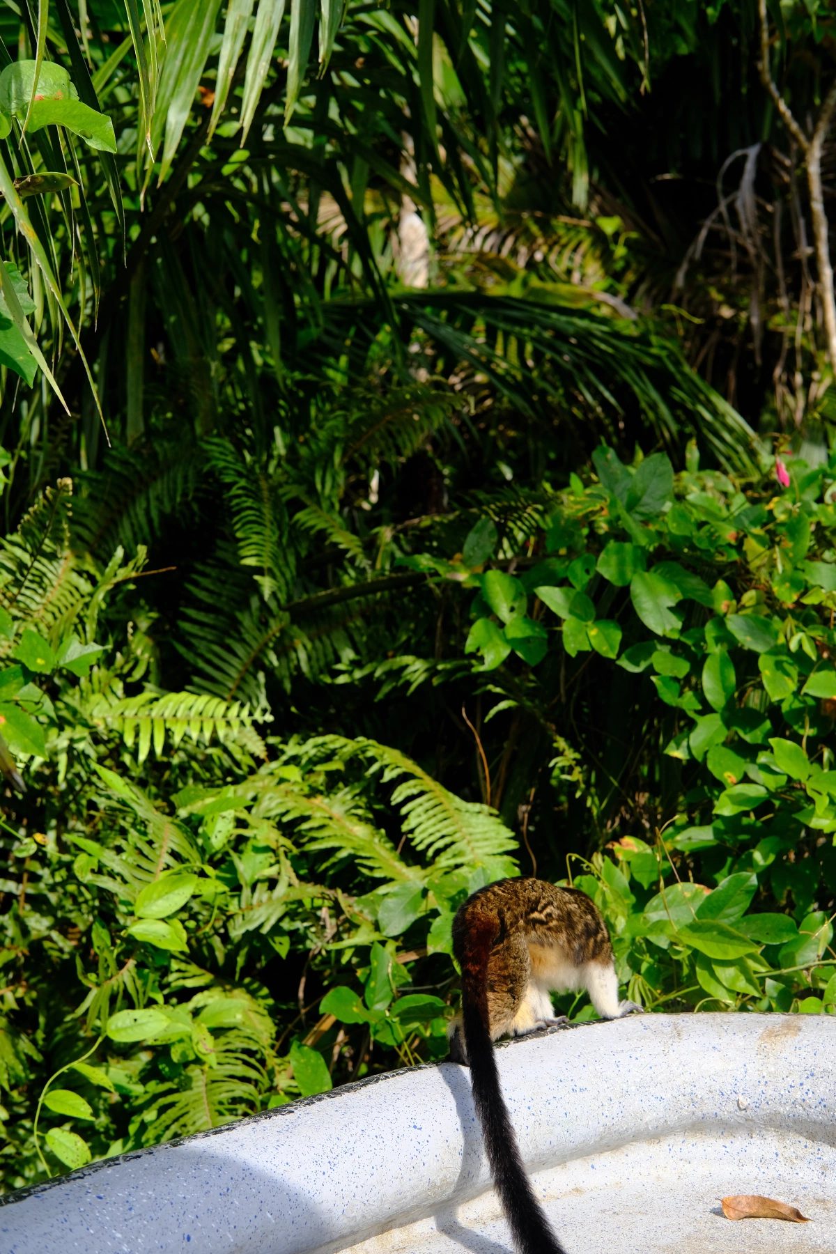 Private Tour Down The Panama Canal, and Seeing Sloths!, Panama (photo 29)