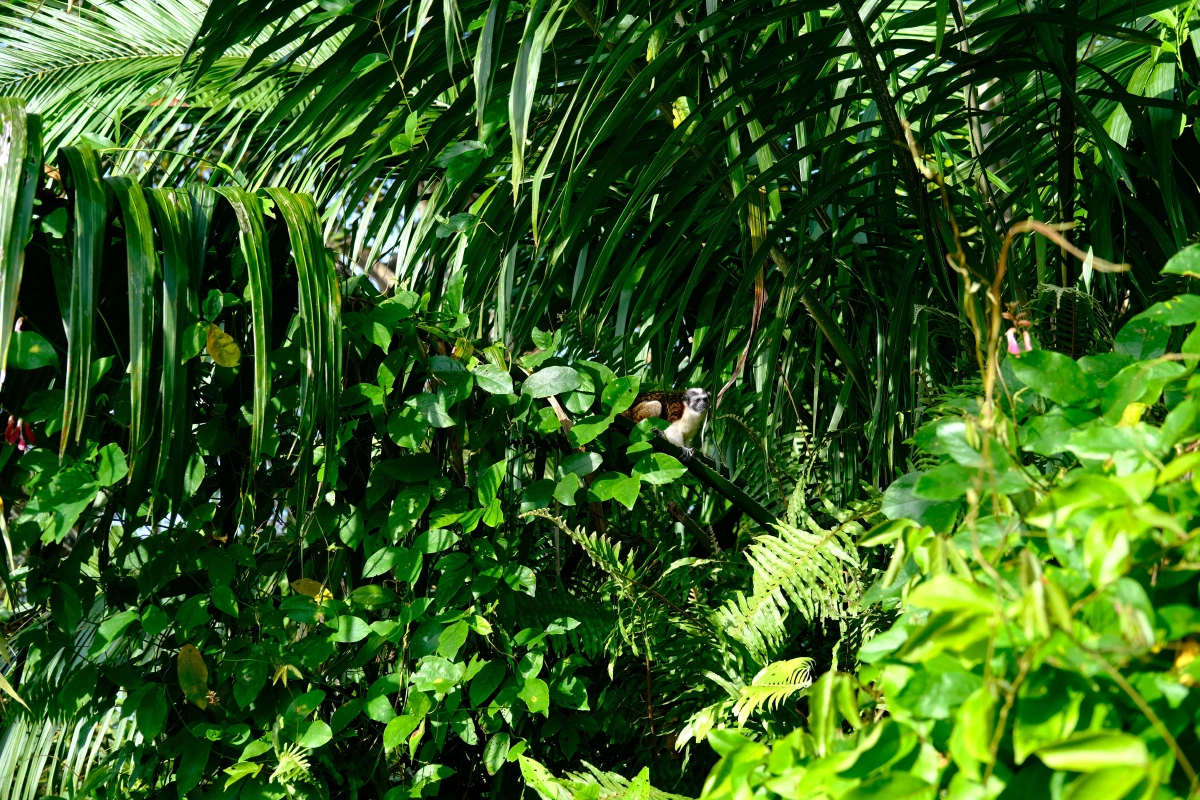 Private Tour Down The Panama Canal, and Seeing Sloths!, Panama (photo 30)
