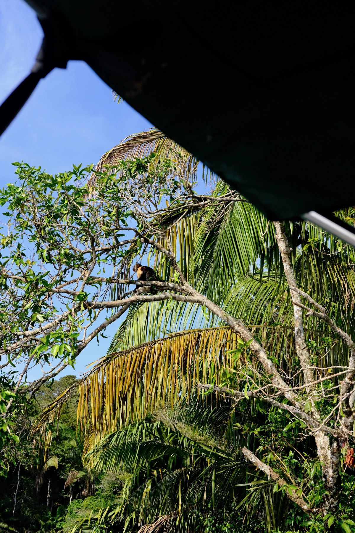 Private Tour Down The Panama Canal, and Seeing Sloths!, Panama (photo 32)