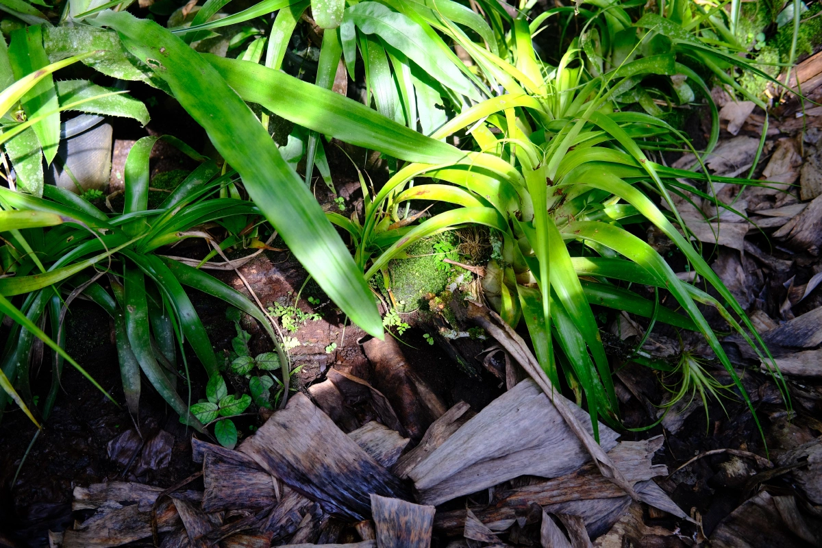 Private Tour Down The Panama Canal, and Seeing Sloths!, Panama (photo 36)