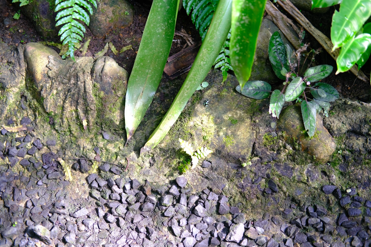Private Tour Down The Panama Canal, and Seeing Sloths!, Panama (photo 37)