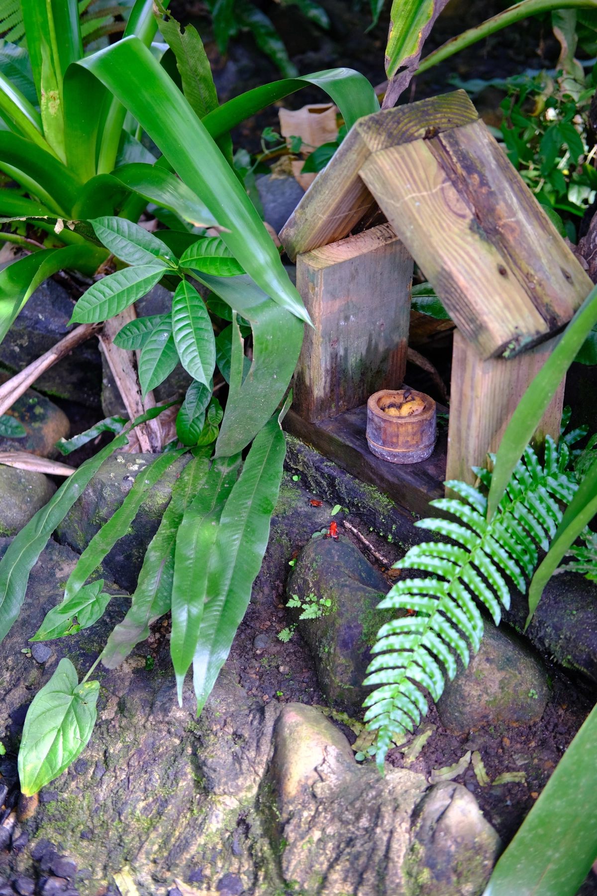 Private Tour Down The Panama Canal, and Seeing Sloths!, Panama (photo 38)