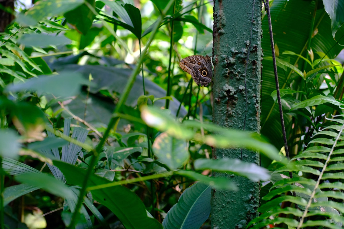 Private Tour Down The Panama Canal, and Seeing Sloths!, Panama (photo 44)