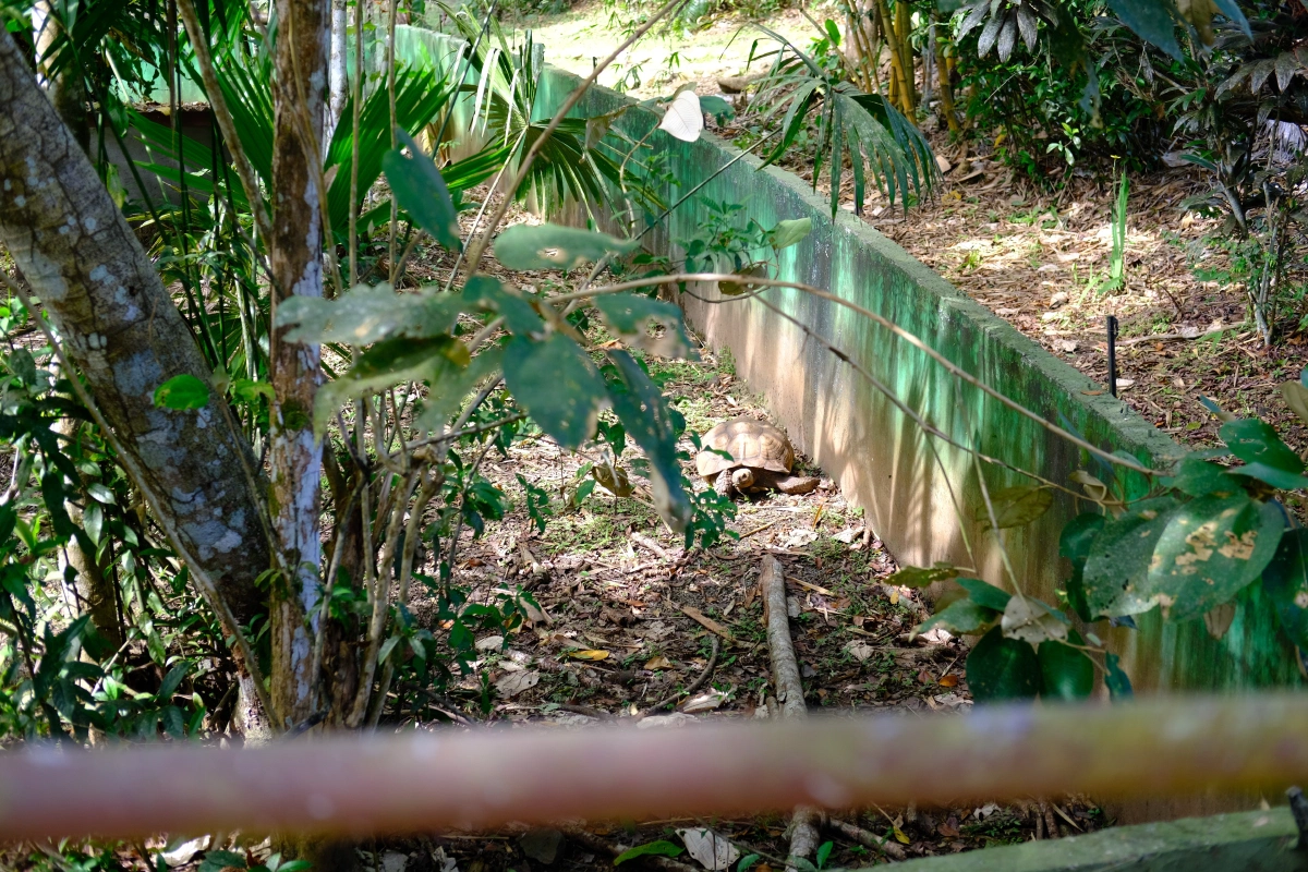 Private Tour Down The Panama Canal, and Seeing Sloths!, Panama (photo 45)