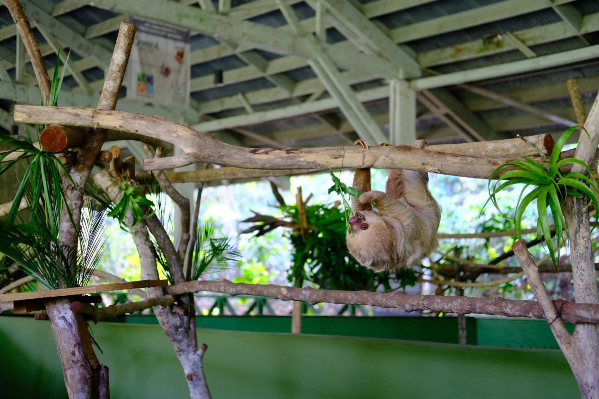 Private Tour Down The Panama Canal, and Seeing Sloths!, Panama (photo 47)