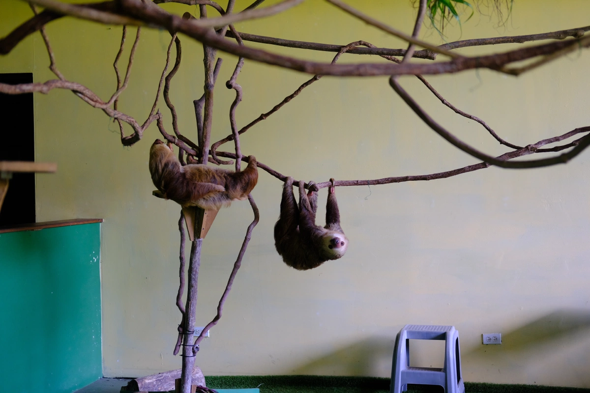 Private Tour Down The Panama Canal, and Seeing Sloths!, Panama (photo 48)