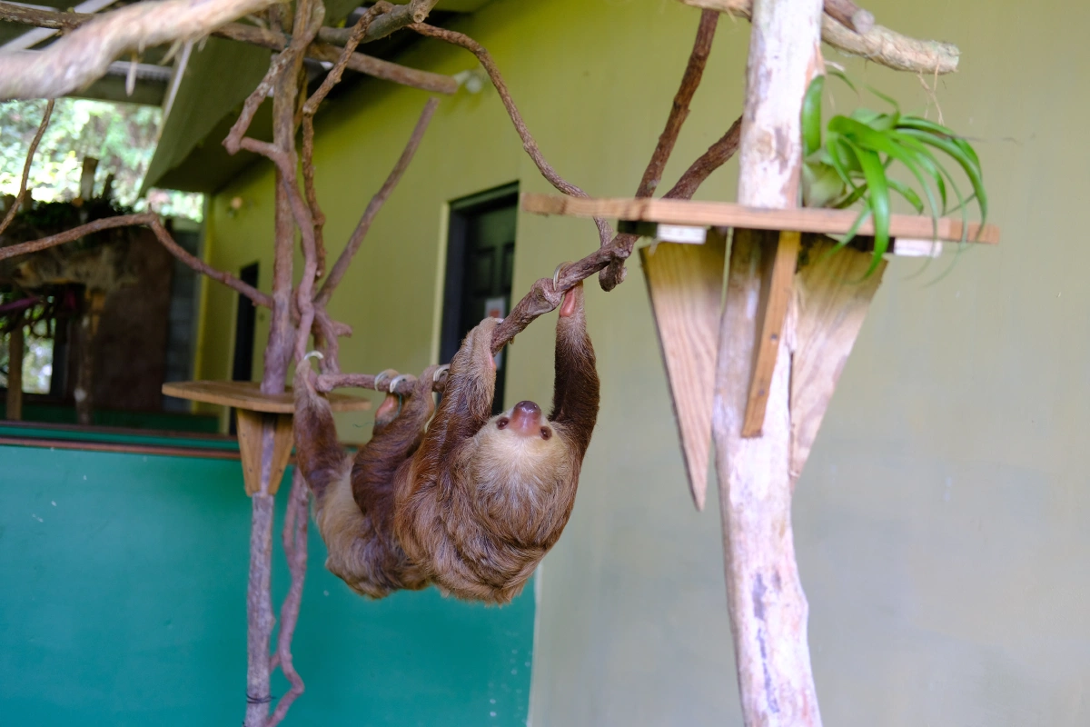 Private Tour Down The Panama Canal, and Seeing Sloths!, Panama (photo 49)