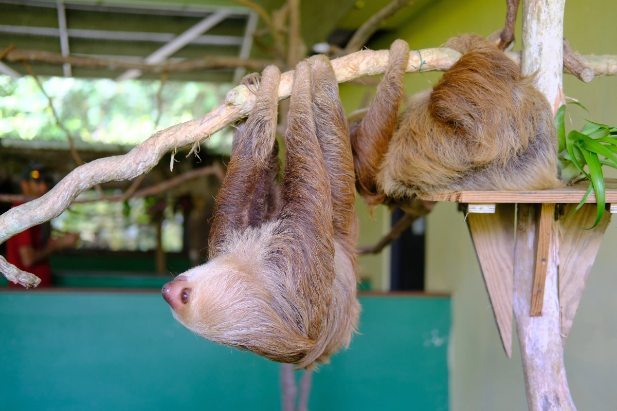 Private Tour Down The Panama Canal, and Seeing Sloths!, Panama (photo 50)