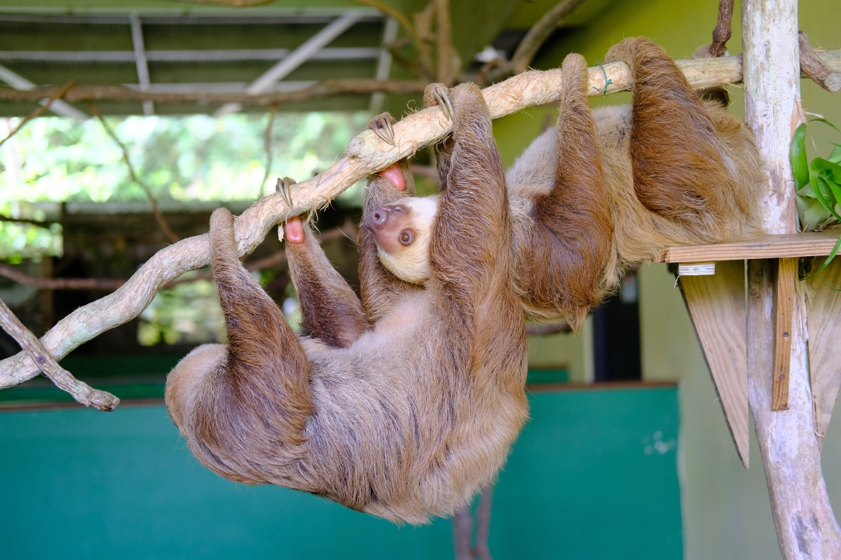 Private Tour Down The Panama Canal, and Seeing Sloths!, Panama (photo 51)