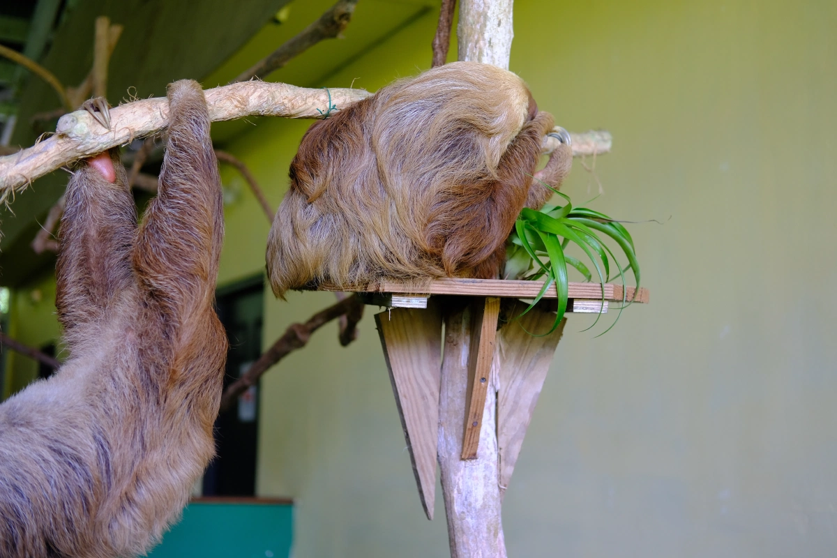Private Tour Down The Panama Canal, and Seeing Sloths!, Panama (photo 52)