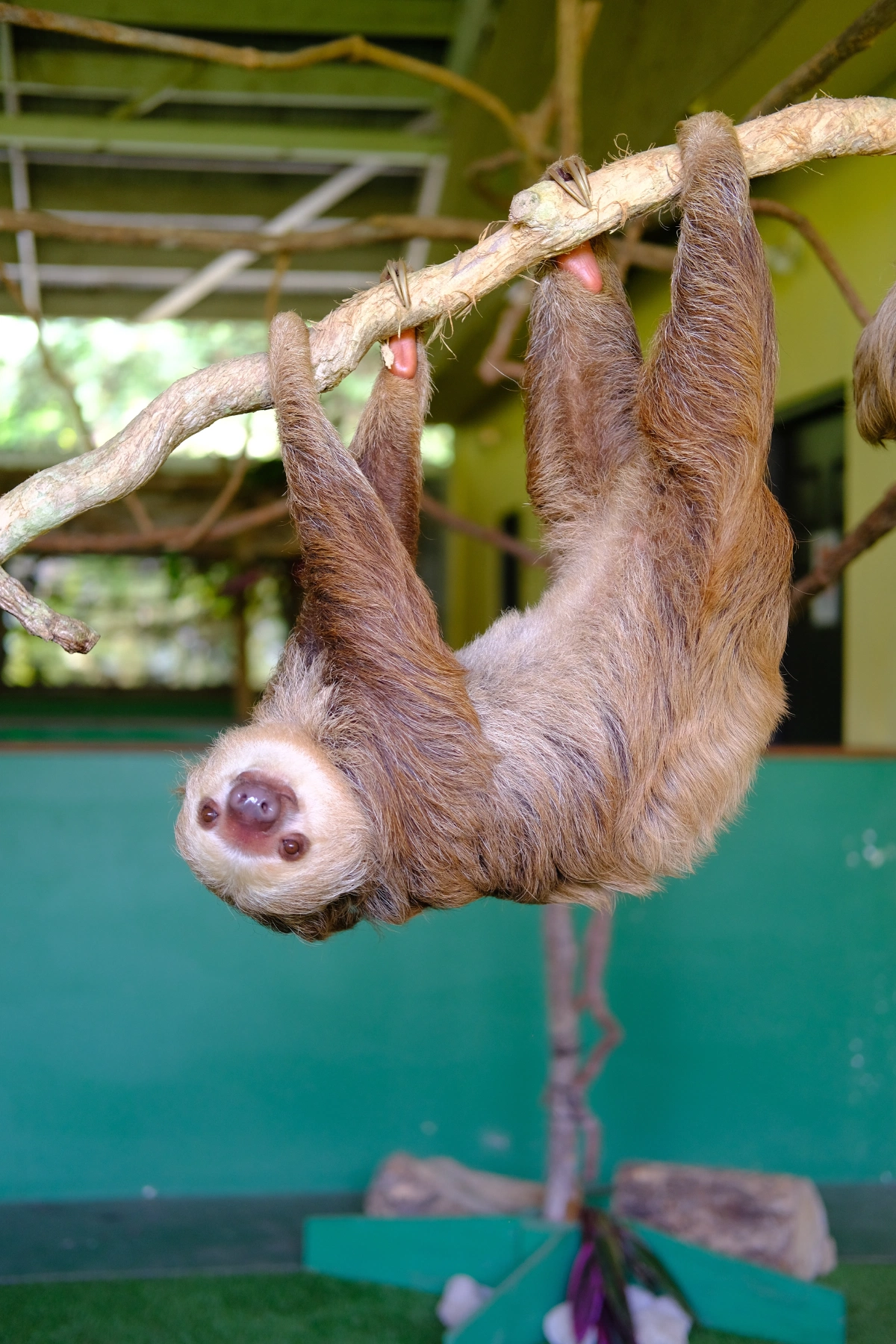 Private Tour Down The Panama Canal, and Seeing Sloths!, Panama (photo 53)