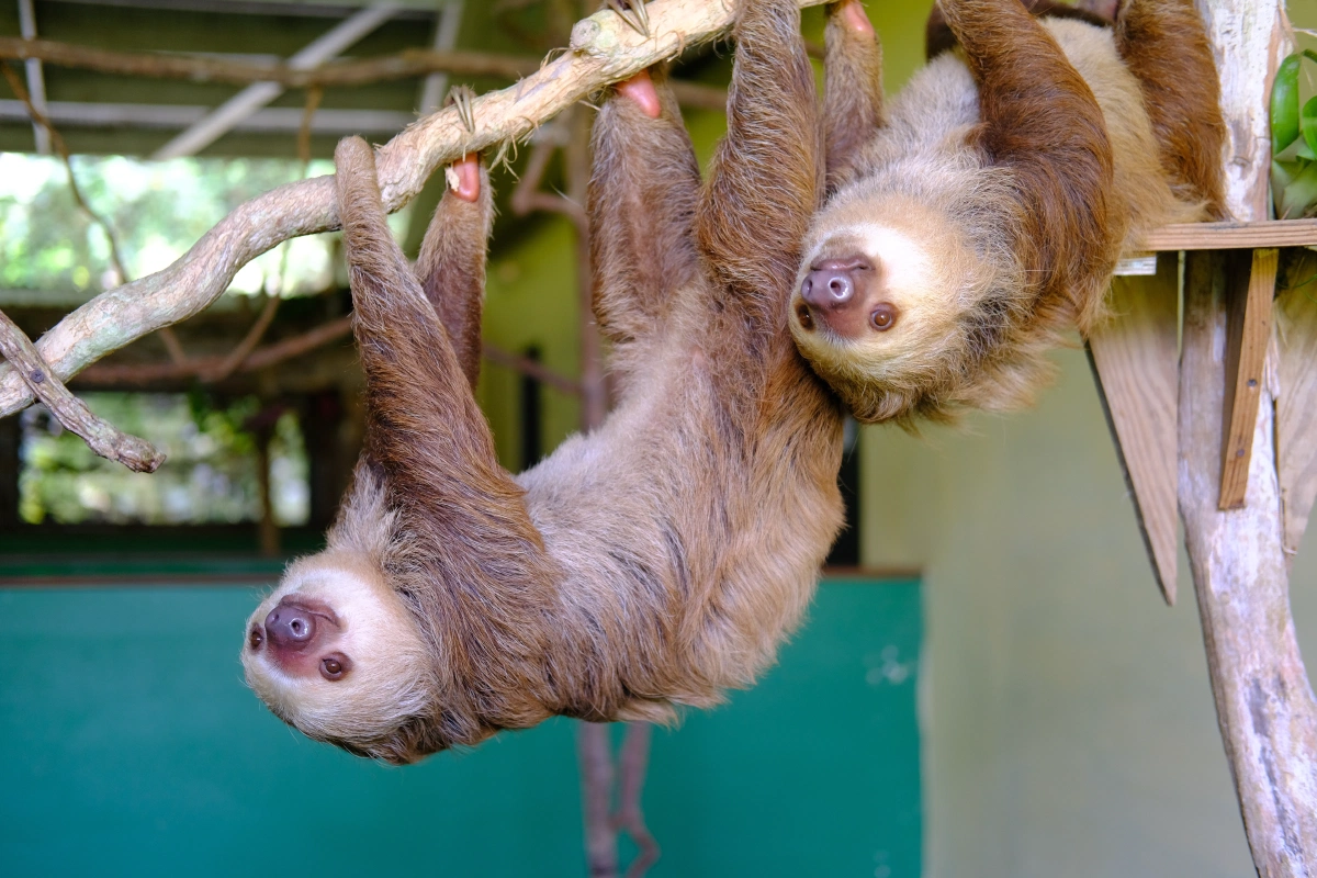Private Tour Down The Panama Canal, and Seeing Sloths!, Panama (photo 54)