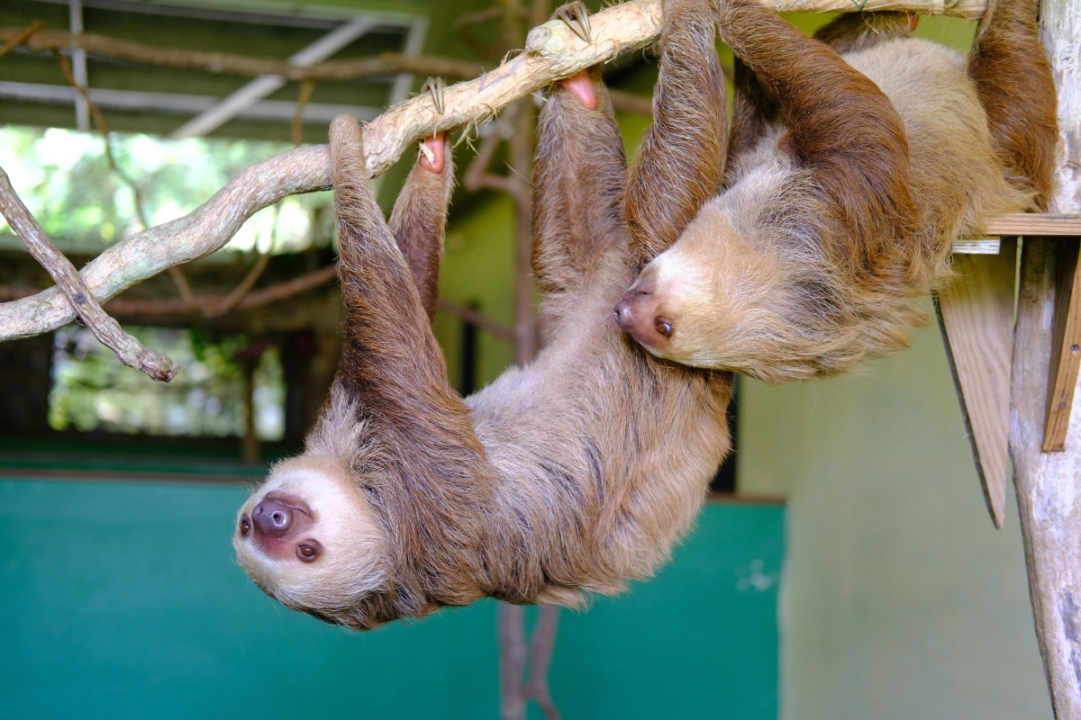 Private Tour Down The Panama Canal, and Seeing Sloths!, Panama (photo 55)