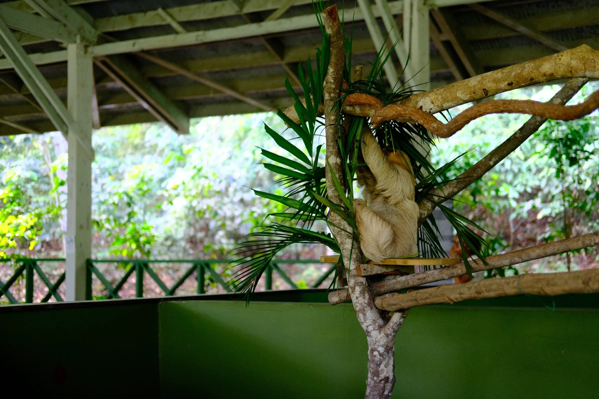 Private Tour Down The Panama Canal, and Seeing Sloths!, Panama (photo 56)