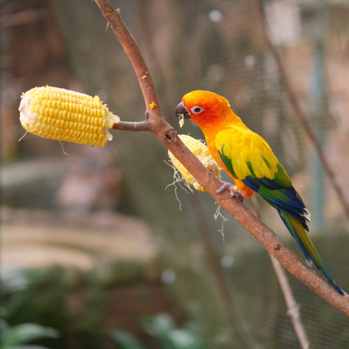 KL Bird Park